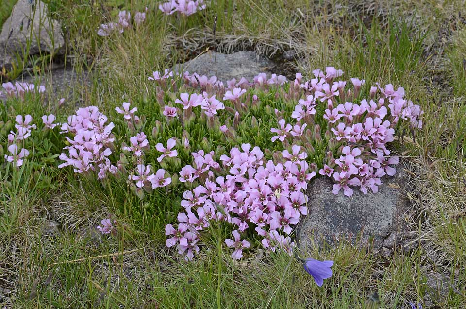 Saponaria pumila / Saponaria minore